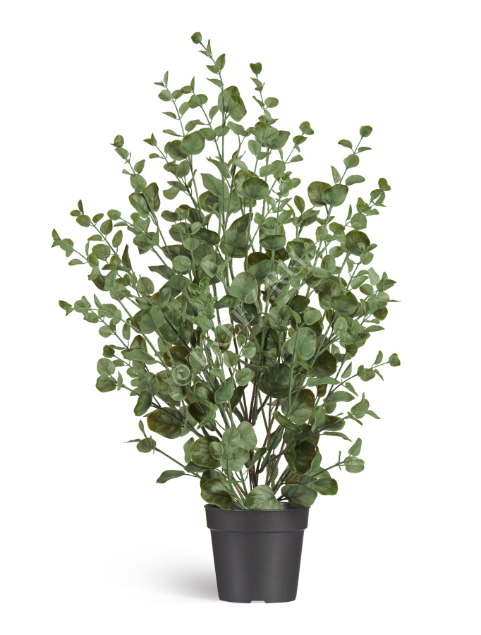 Эвкалипт куст припылённо-зелёный фото