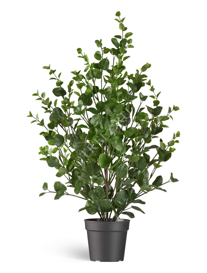 Эвкалипт куст зелёный фото