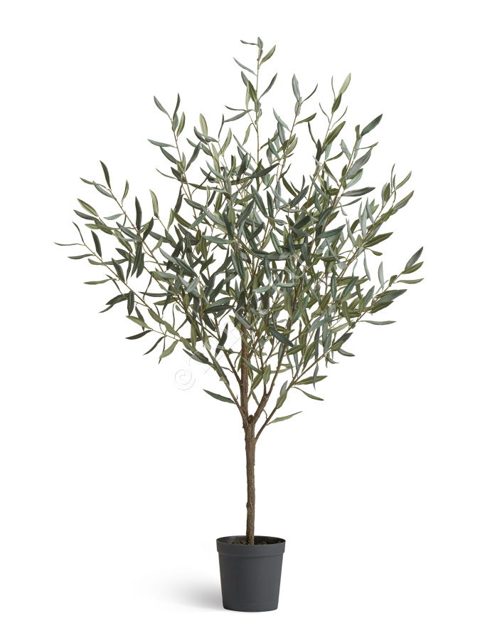 Олива Топиари Нэйчерел (серия Prime) фото