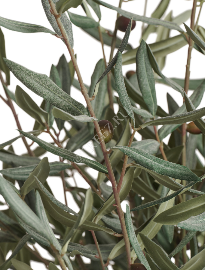 Олива Топиари Шар (серия Prime) фото