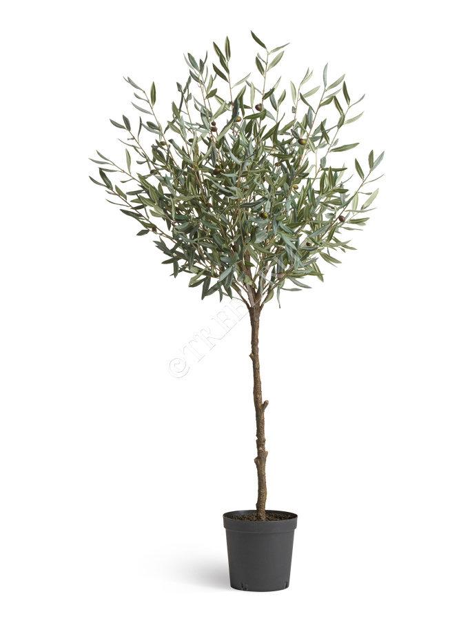 Олива Топиари Шар (серия Prime) фото