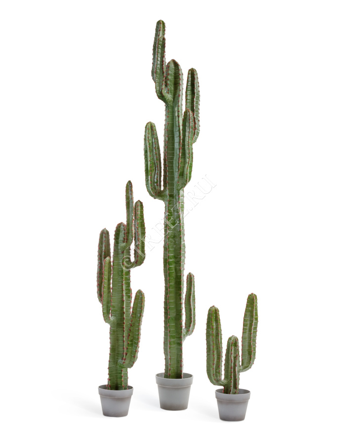 Кактус Цереус Мексиканский фото