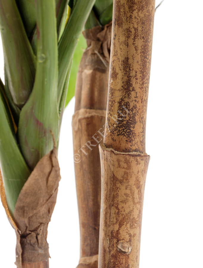 Кордилина зелёная крупнолистная на стволах фото