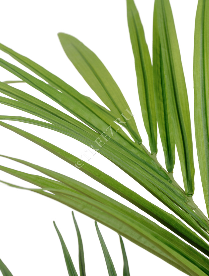 Пальма Кентия (Ховея) фото