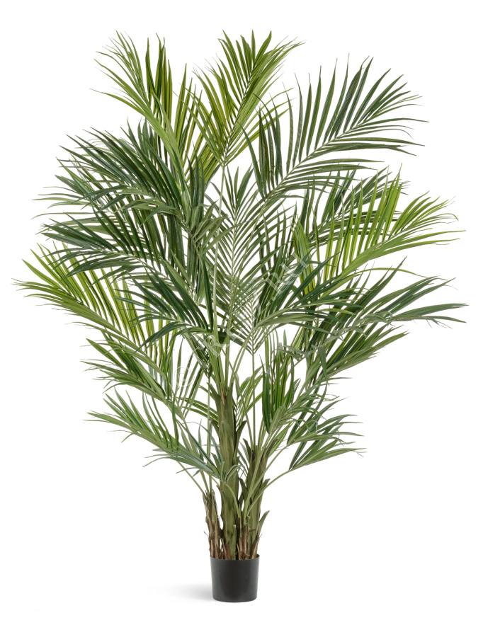 Пальма Кентия (Ховея) де Люкс фото