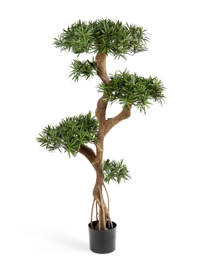 Подокарпус на забавном стволе Новый фото