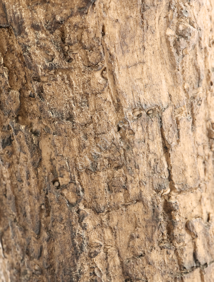 Олива Олден на толстом стволе фото