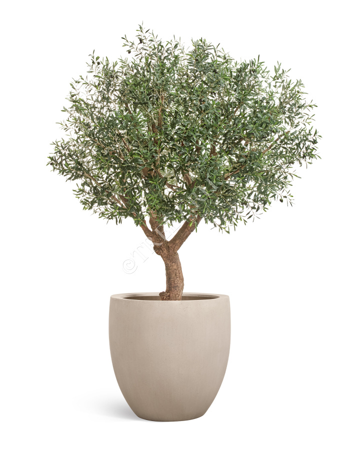 Олива Олден на толстом стволе фото