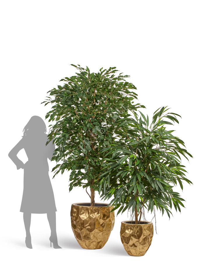 Фикус Бенджамина Де Люкс фото