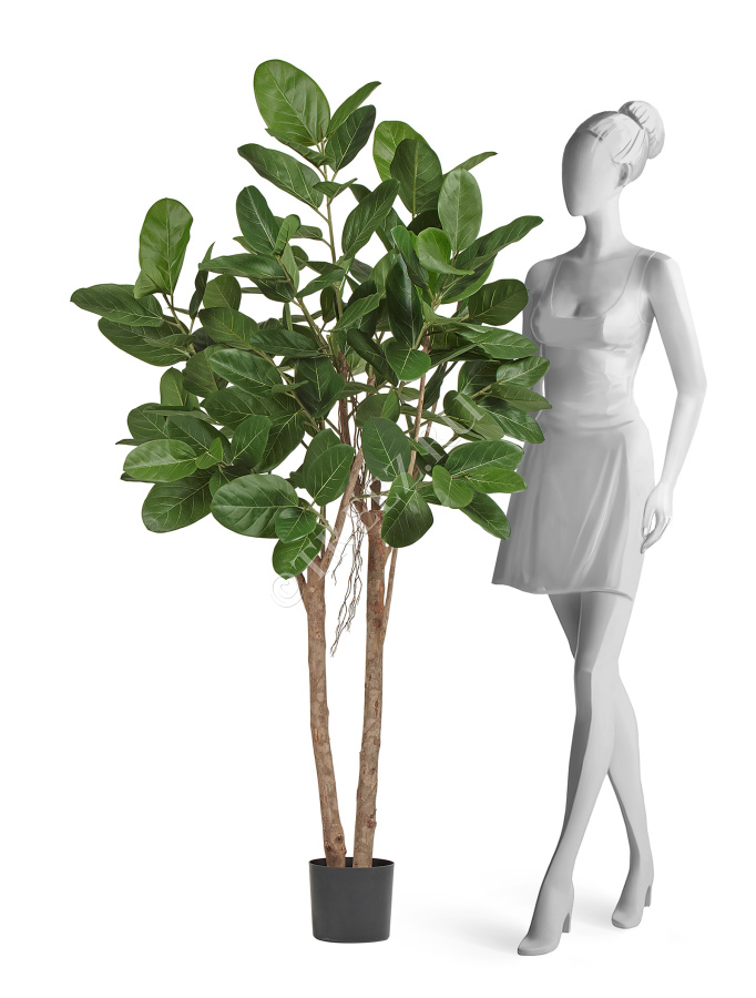 Фикус Одри Бенгальский  фото