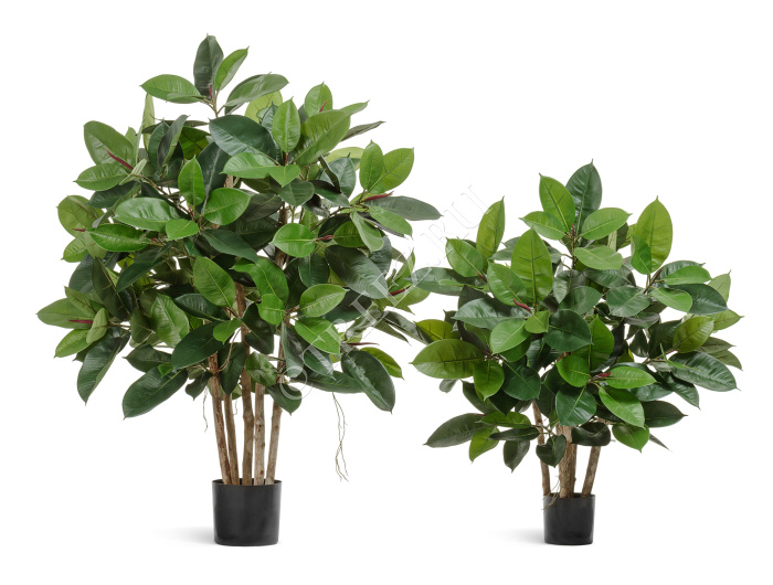 Фикус Эластика куст зелёный большой фото