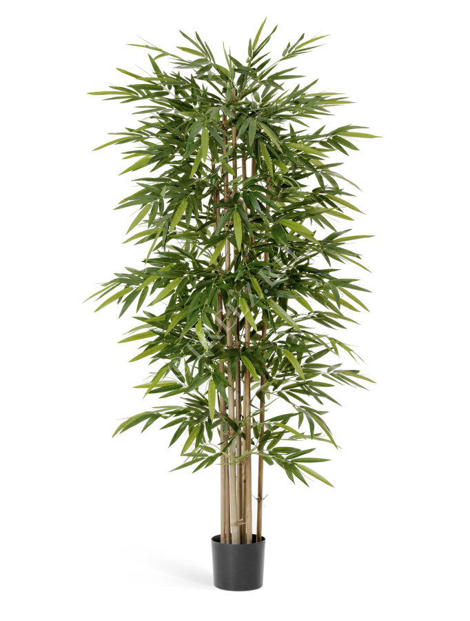 Бамбук Новый фото