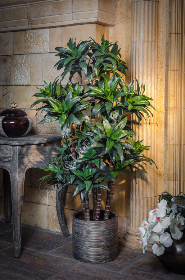 Драцена Компакта фото