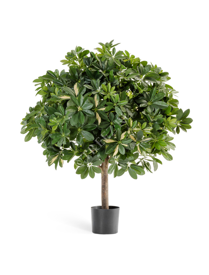 Шеффлера гигантский шар пёстрая 110 см фото