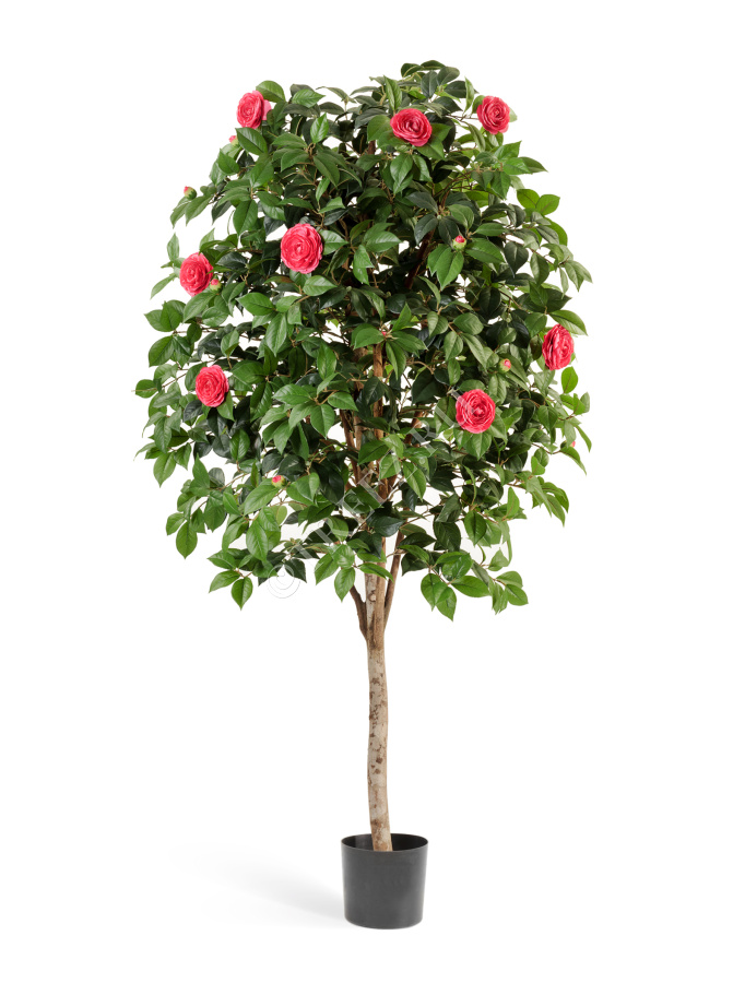 Камелия Вайн тёмно-розовая фото