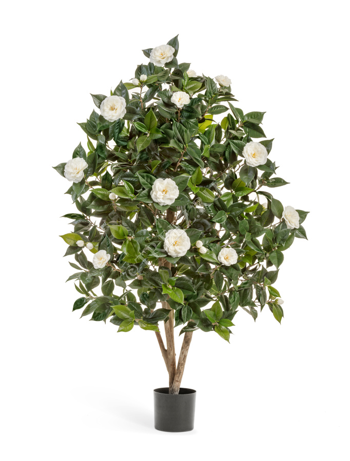 Камелия Японика кремовая фото