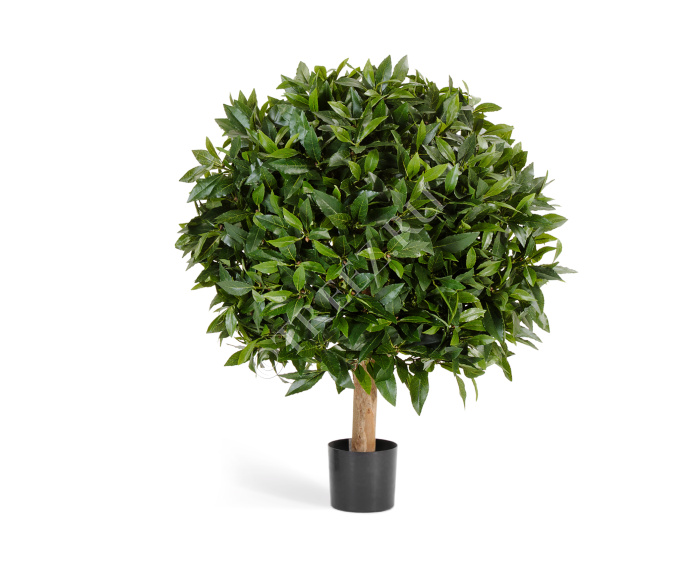 Лавр круглый на низком стволе фото