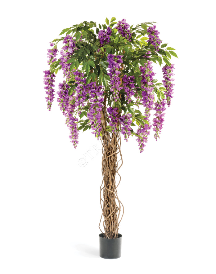 Вистерия лиана сиреневая фото