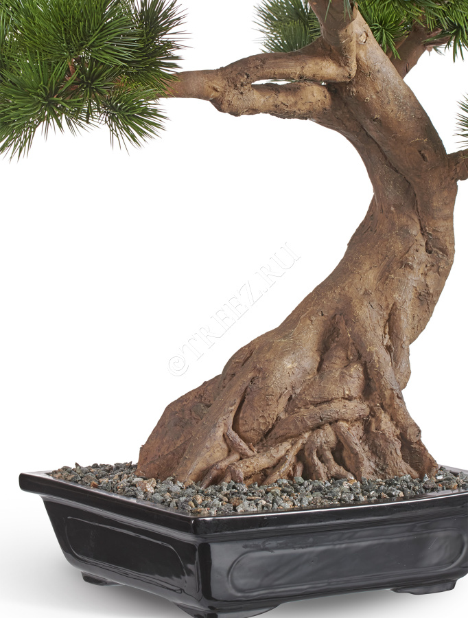 Бонсай Сосна Японская белая Негиши в керамическом кашпо фото