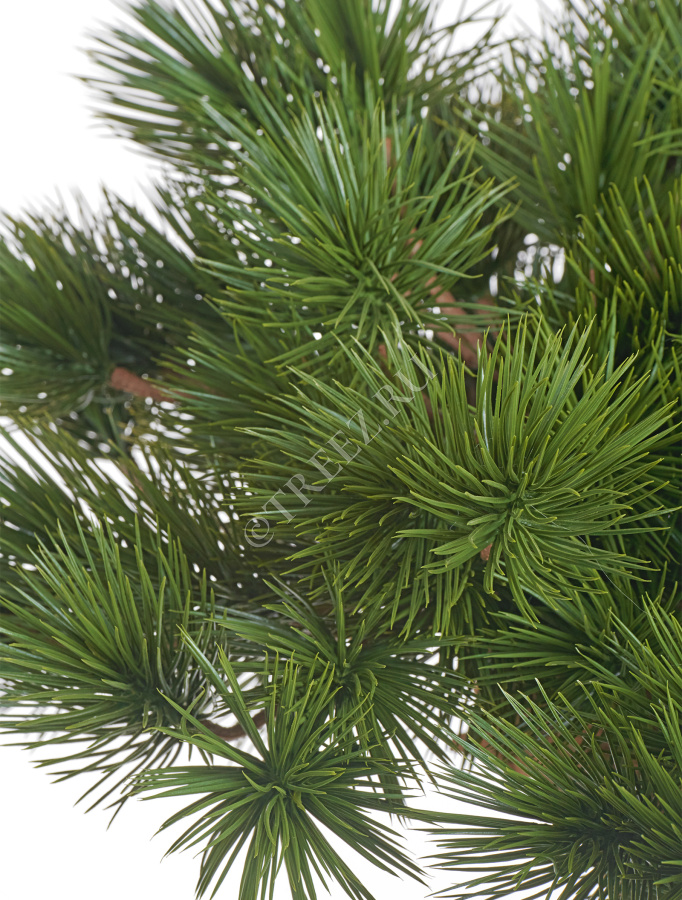 Бонсай стелющийся Сосна Японская белая Негиши в керамическом кашпо фото