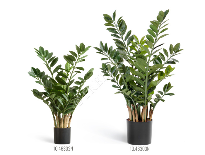 Замиокулькас кустовой фото