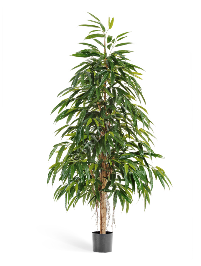 Лонгифолия Роял Нэйчерел фото