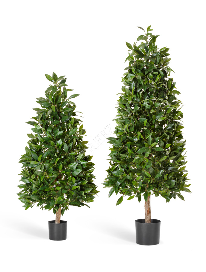 Лавр пирамида люкс фото