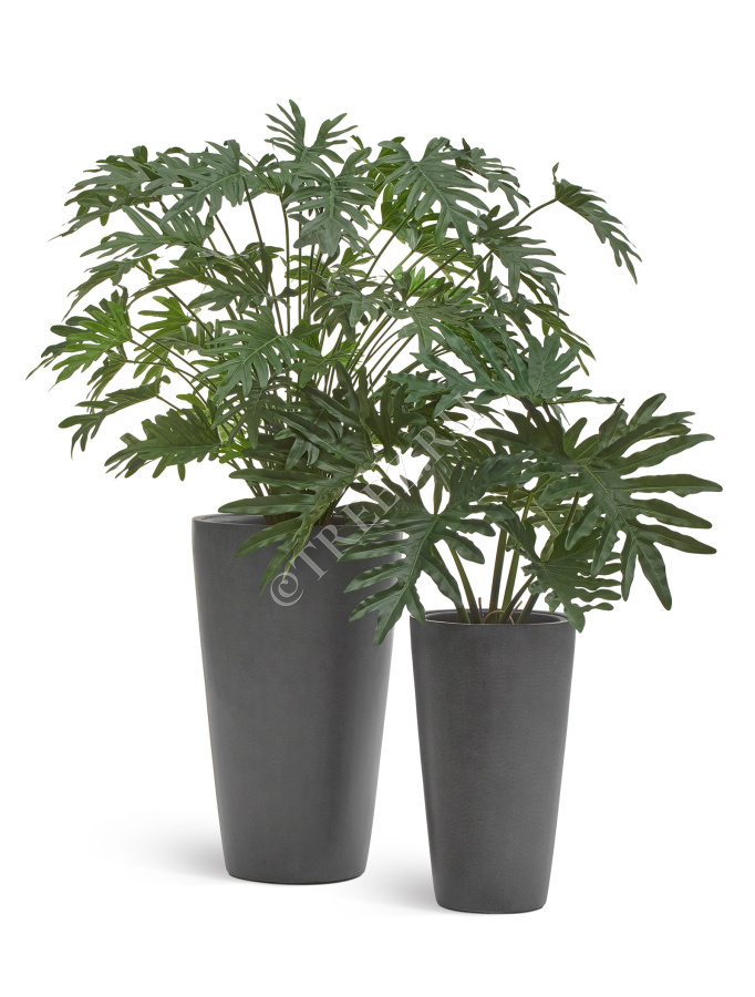 Филодендрон Селло Литл куст фото