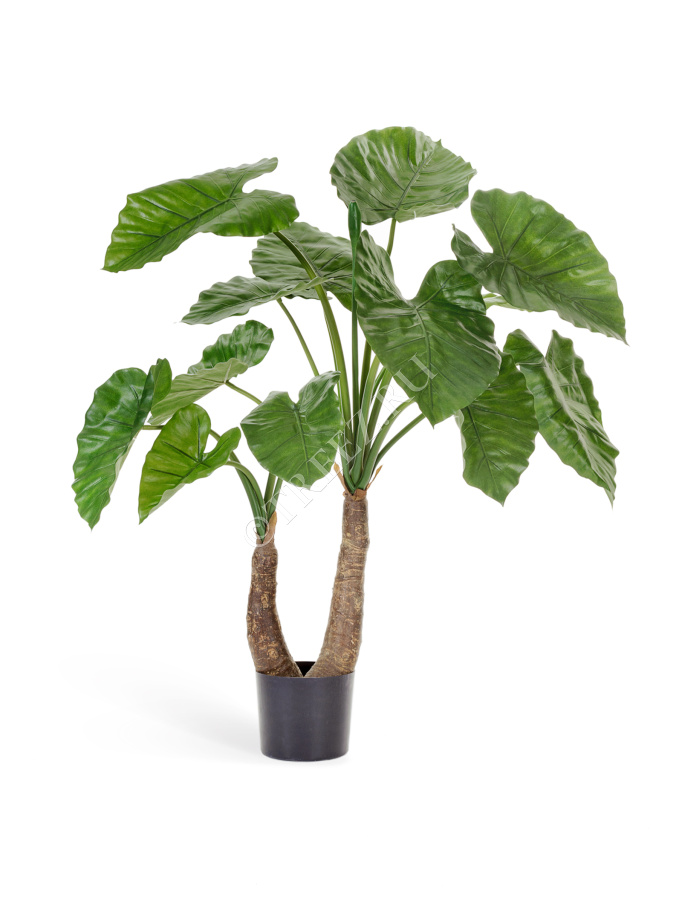 Алоказия Калидора фото