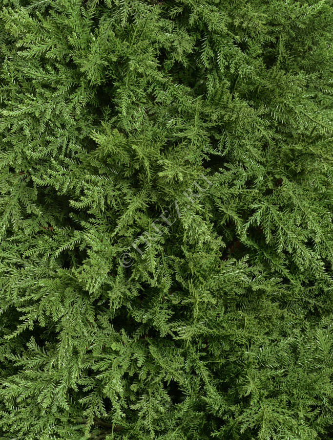 Кипарис Тауэр уличный фото