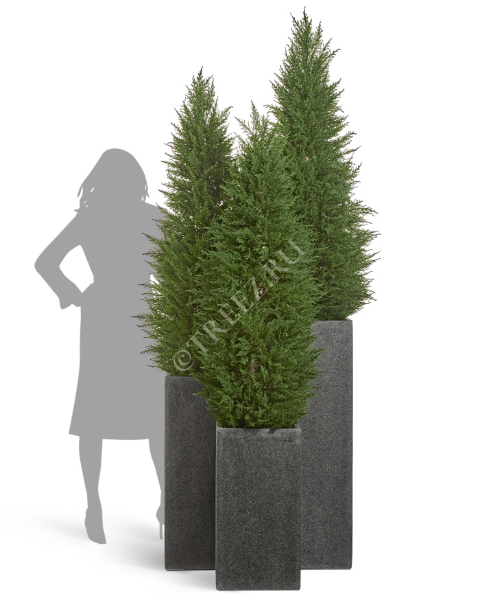 Кипарис Тауэр Элегант уличный фото