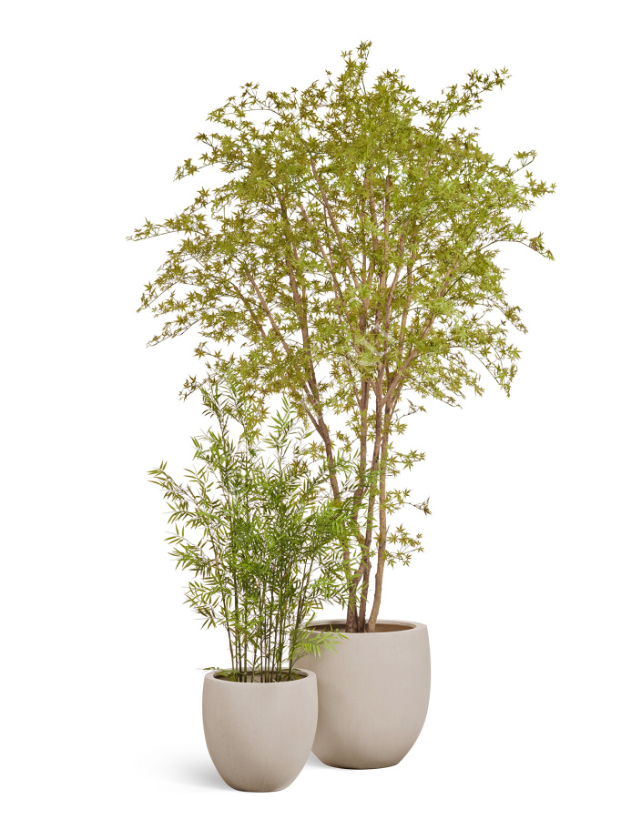 Гигантский Японский клён Баттерфляй фото