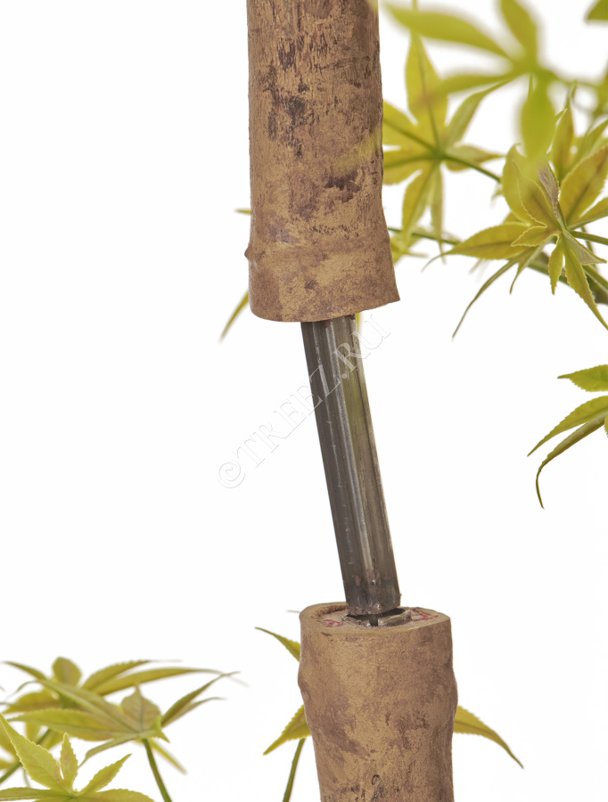 Гигантский Японский клён Баттерфляй фото