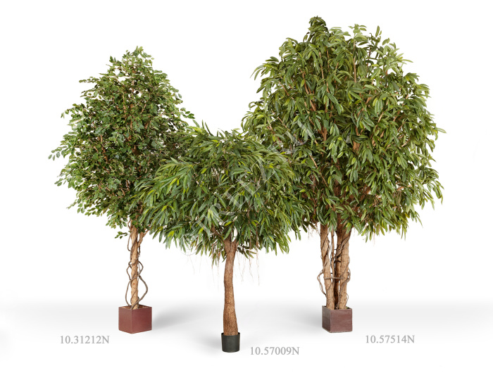 Лонгифолия Роял Кабана на толстом стволе фото