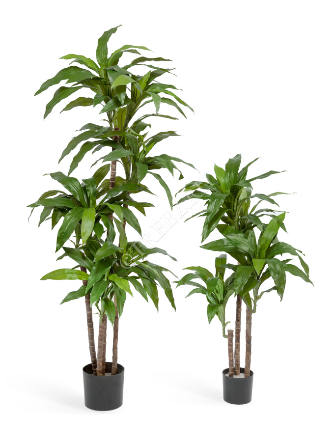 Драцена Джанет Крейг зелёная фото