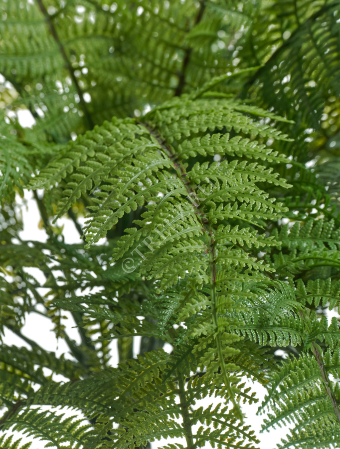 Папоротник Вудвардия фото