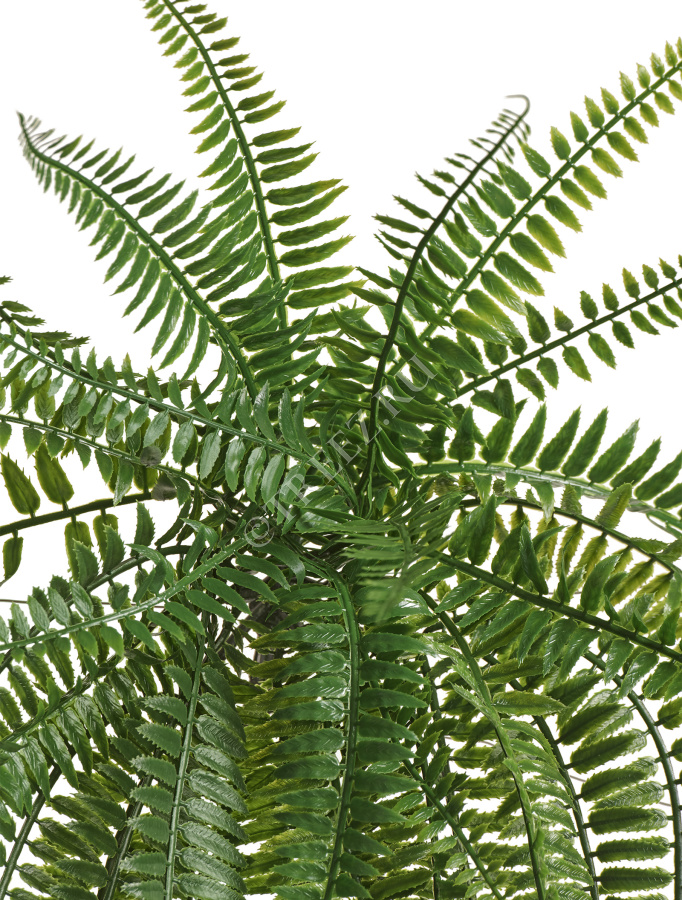 Папоротник Бостон Элегант ампельный фото