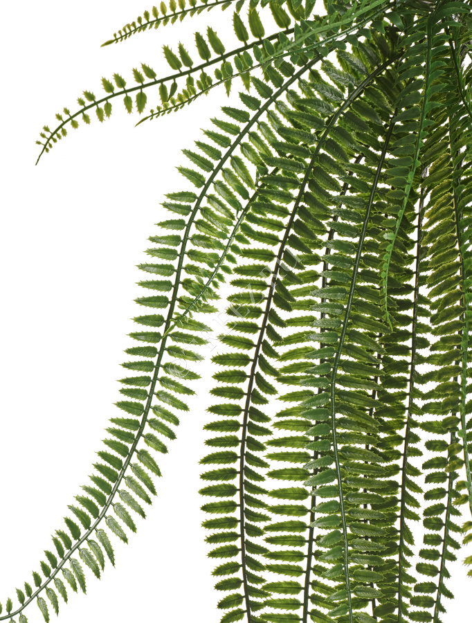 Папоротник Бостон Элегант ампельный фото