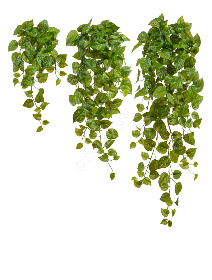 Потос Ауреум ампельный фото