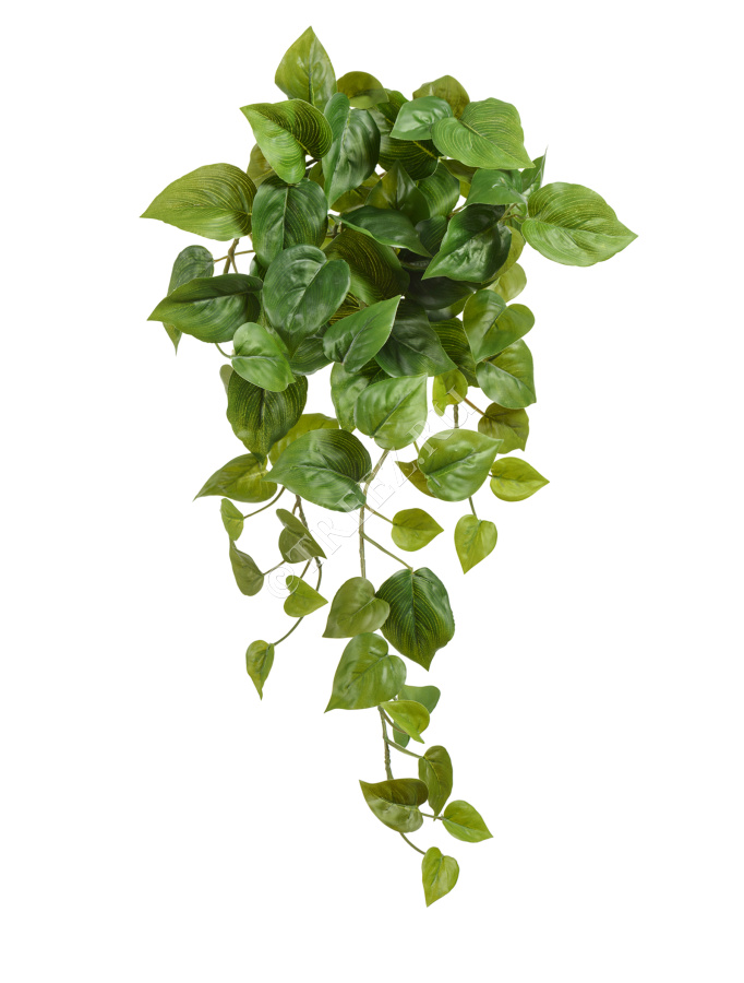 Филодендрон Сканденс ампельный фото