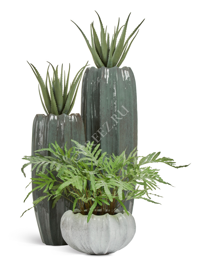 Папоротник Рэббит Фут в керамическом кашпо фото