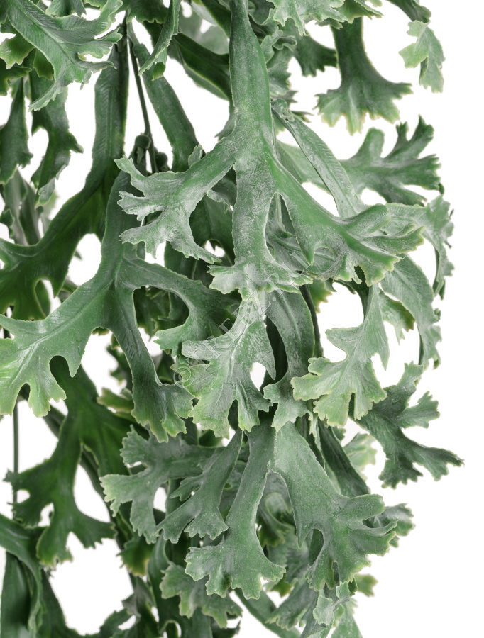 Стегхорн Хилии (Оленьи рога) куст ампельный фото