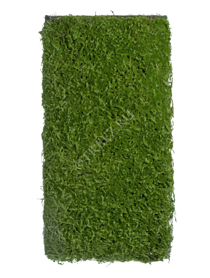 Мох Сфагнум (полотно) фото