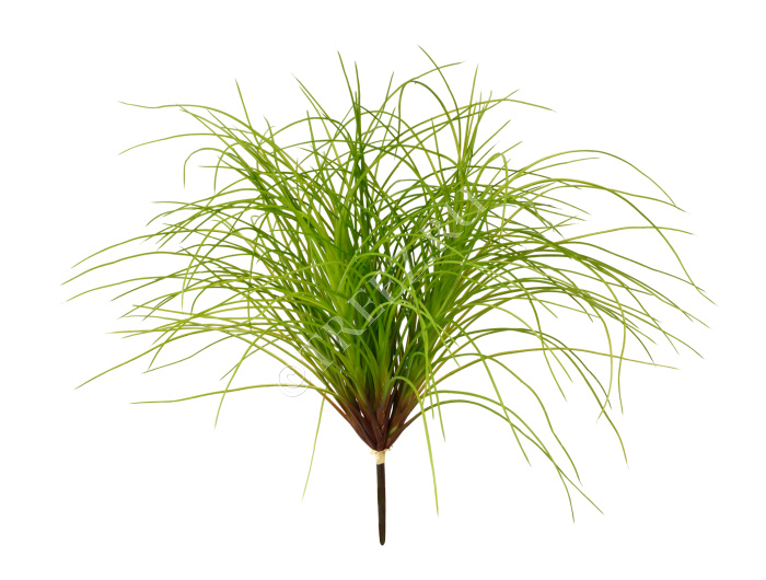 Трава Оньон куст большой фото