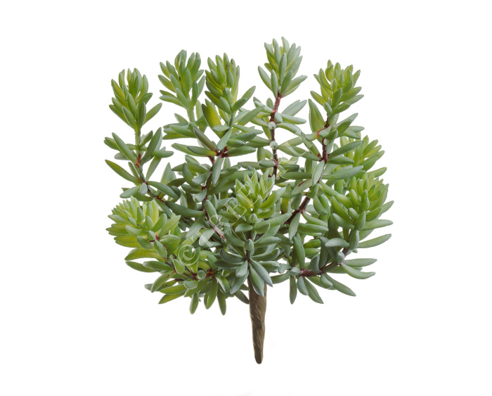 Суккулент Седум куст зелёный фото