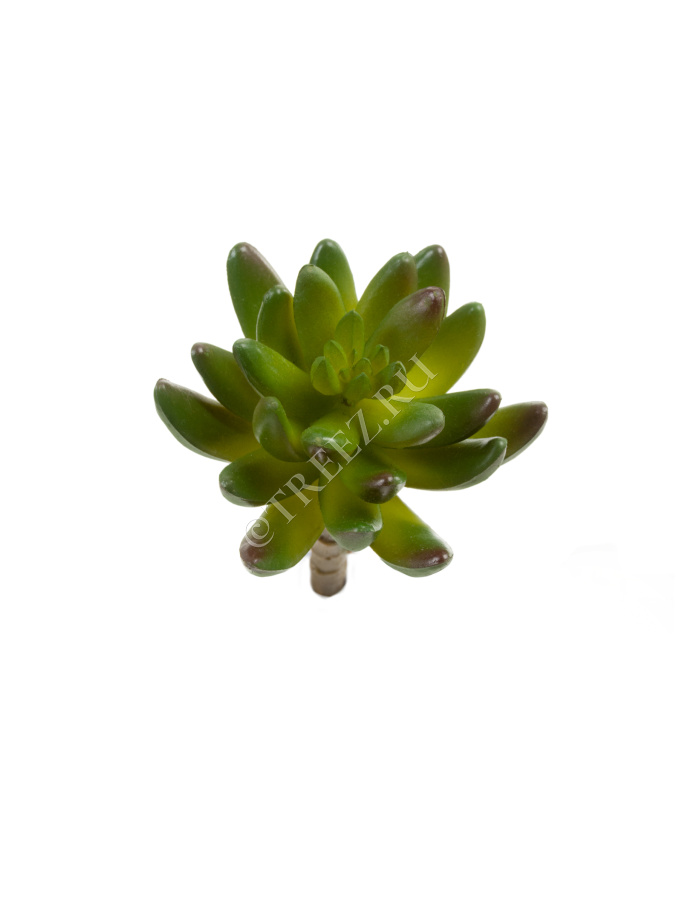 Суккулент Синокрассула зелёная фото