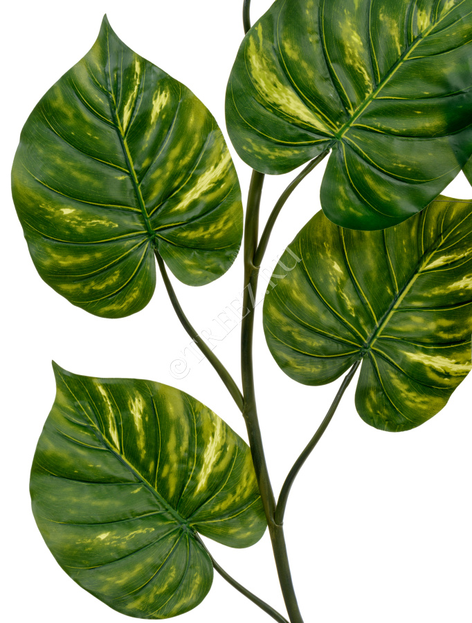 Потос Giant лиана фото