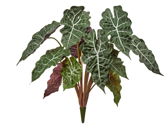 Алоказия куст фото