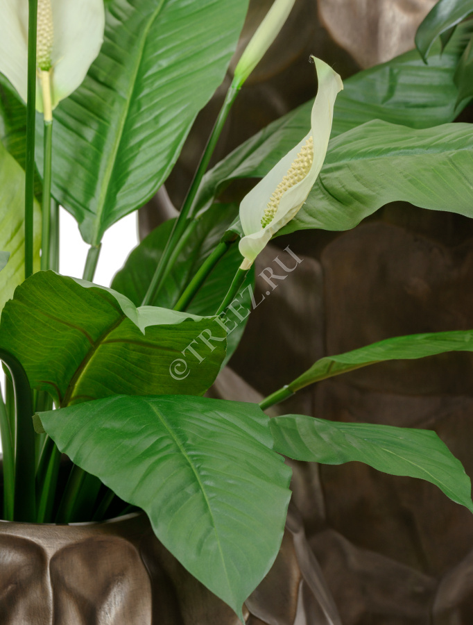 Спацифилум Королевский фото