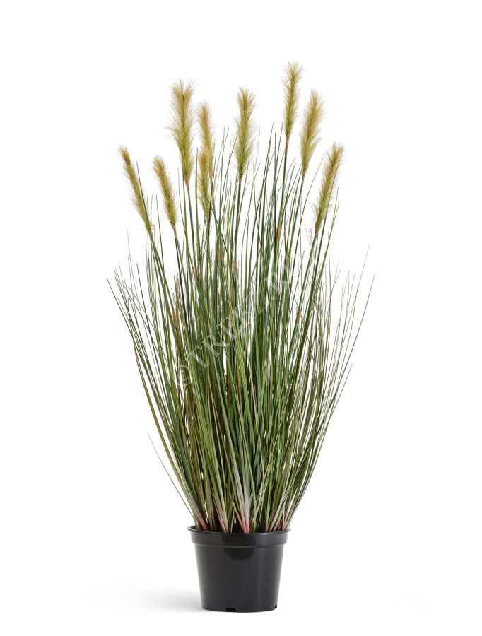 Трава Осока Элеганс куст с зелёными султанами фото